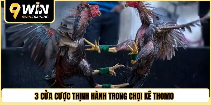 3 cửa cược thịnh hành trong chọi kê Thomo