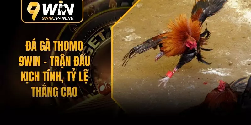 Đá Gà Thomo 9WIN - Trận Đấu Kịch Tính, Tỷ Lệ Thắng Cao
