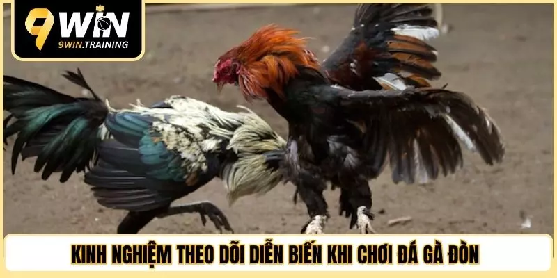 Kinh nghiệm theo dõi diễn biến khi chơi đá gà đòn