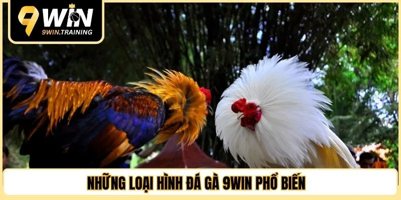Những loại hình đá gà 9WIN phổ biến